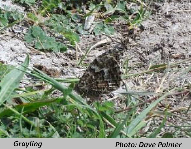 Grayling